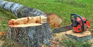 Best Tree Disease Treatment  in Pinetop Country Clu, AZ