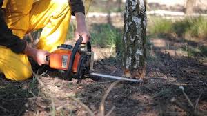 Best Pest Control for Lawns  in Pinetop Country Clu, AZ