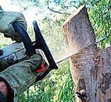 Pinetop Country Clu, AZ Tree Care Company