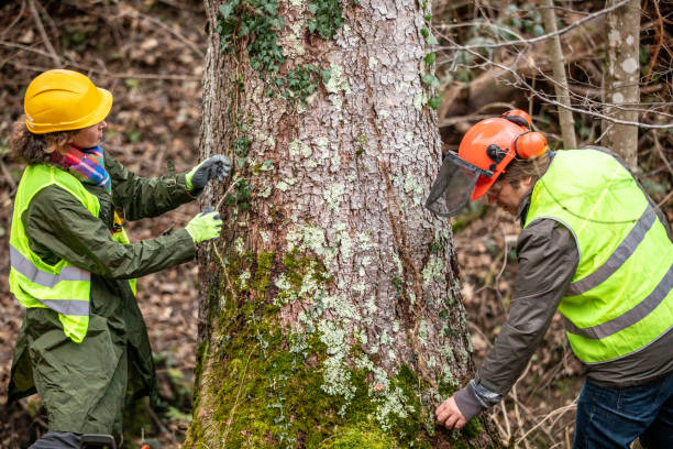 Best Tree Cabling and Bracing  in Pinetop Country Clu, AZ