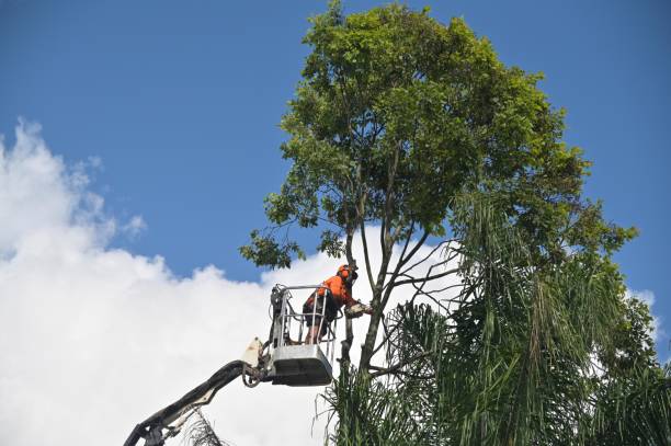 Best Tree Removal  in Pinetop Country Clu, AZ