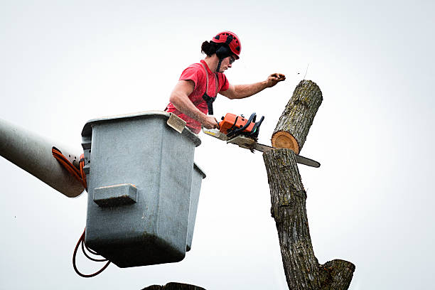 Leaf Removal in Pinetop Country Clu, AZ