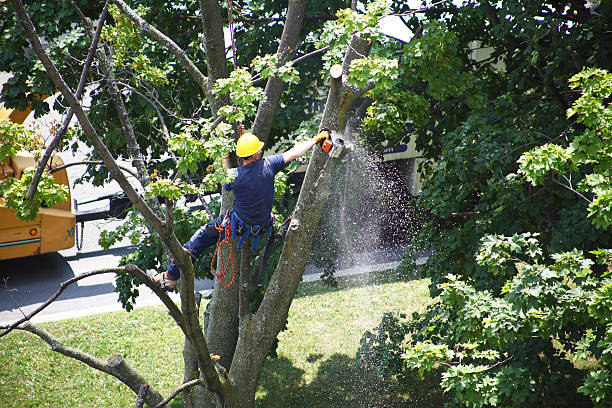 Best Root Management and Removal  in Pinetop Country Clu, AZ