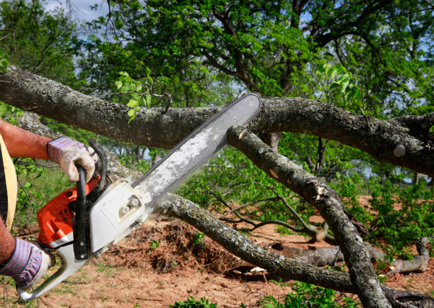 Best Fruit Tree Pruning  in Pinetop Country Clu, AZ