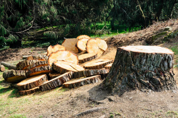 Best Lawn Disease Treatment  in Pinetop Country Clu, AZ